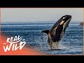 How Ocean Pollution Is Killing Our Killer Whales | Natural Kingdom | Real Wild