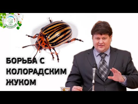 КОЛОРАДСКИЙ ЖУК. Средство от колорадского жука.