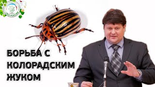 КОЛОРАДСКИЙ ЖУК. Средство от колорадского жука.