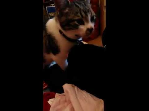 Video: Hur Man Tvättar En Liten Kattunge