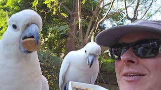 Yum Yum birdums! Wild cockatoos enjoy new bags of fruit, nuts, and seeds.