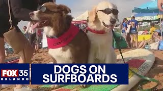 Dog surfing competition draws crowds at Flagler Beach event