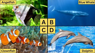 ABC Sea Animals | Learn Alphabet from A to Z | Sea Animals for Kids!