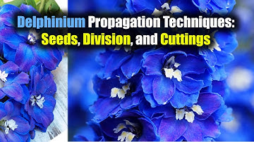 Delphinium Propagation Techniques: Seeds, Division, and Cuttings