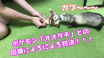オオタチ Youtube