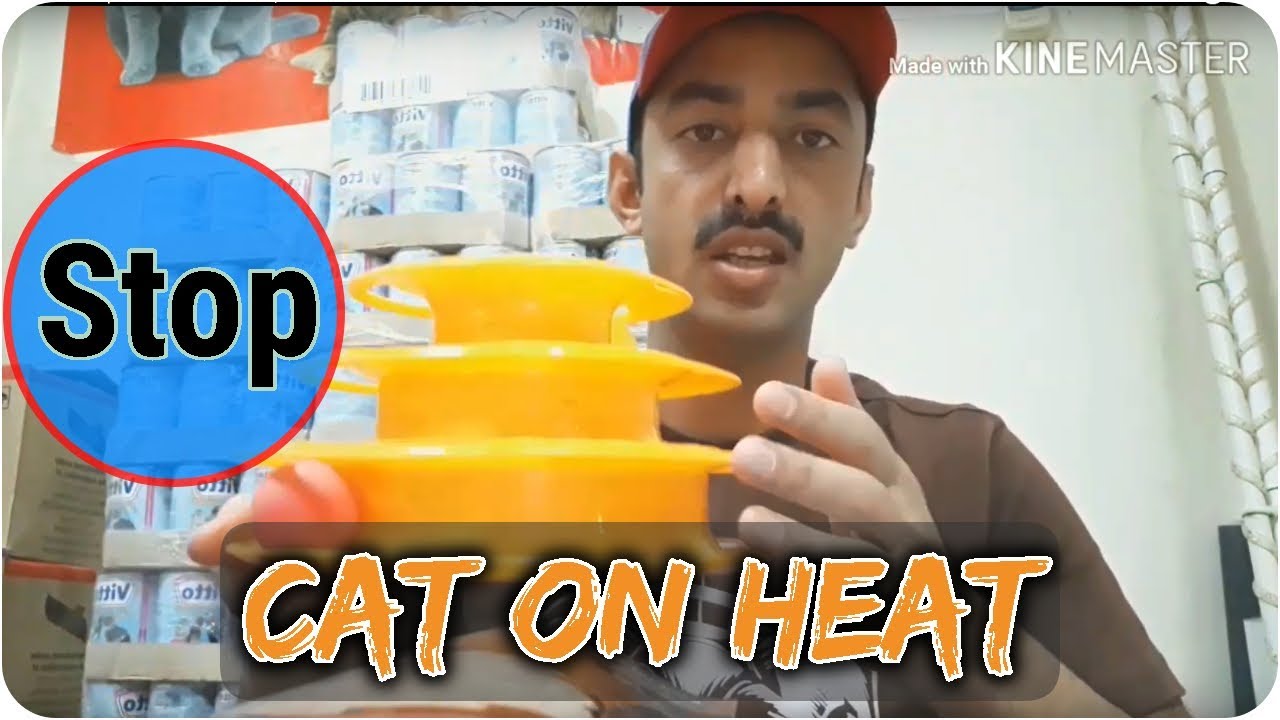 Stop Cat From Heat How To Calm Cat In Heat Hindi urdu 2019 YouTube stop-cat-from-heat-how-to-calm-cat-in-heat-hindi-urdu-2019-youtube