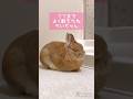 ウサギさんがただただ眠そうなだけの動画です #うさぎのうい #bunny #shorts
