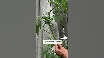 Stop Pruning the Suckers-This Is How to Prune Tomatoes the Right Way #garden #tomato #pruning #plant
