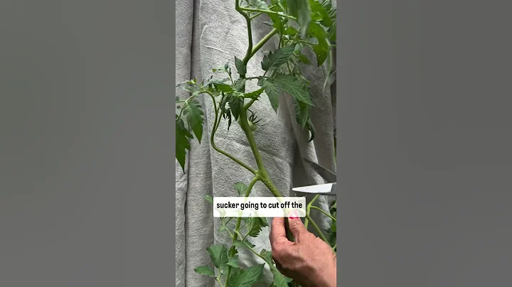 Stop Pruning the Suckers-This Is How to Prune Tomatoes the Right Way #garden #tomato #pruning #plant