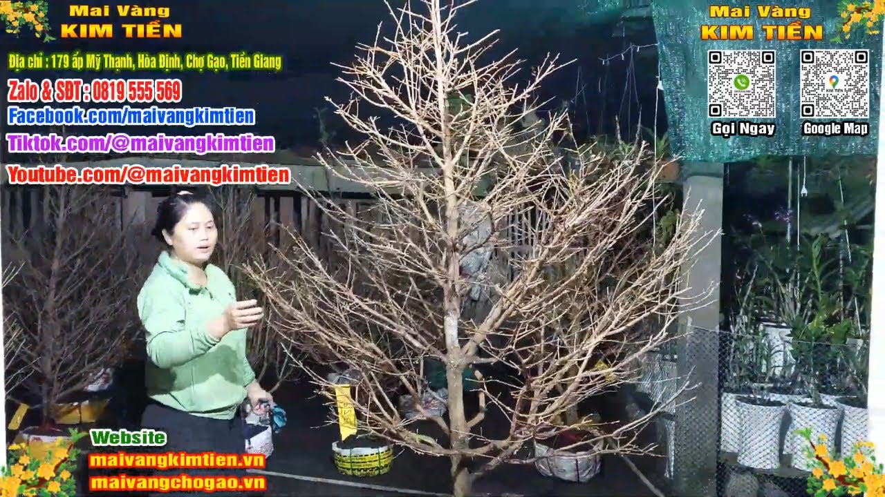 Phôi Mai Thủ Đức Giá Rẻ Bao Ship Bao Sống Toàn Quốc - Mai Vàng Kim Tiền Chợ Gạo