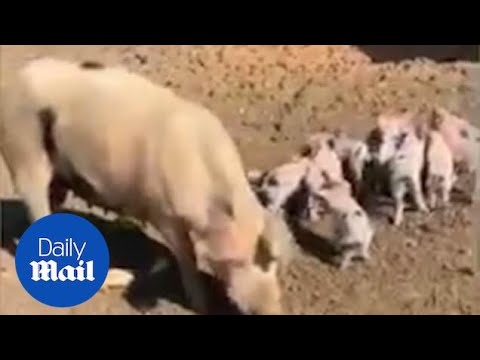 Girl screams and runs after pig tries to 'bite her hand off'