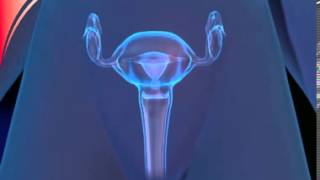 schwanger werden mit cyclotest - Wie lange überleben Spermien?
