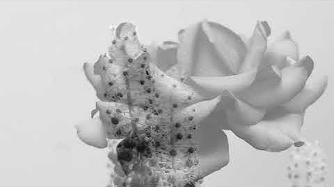 The Modular Beat - The Garden (Official Video)