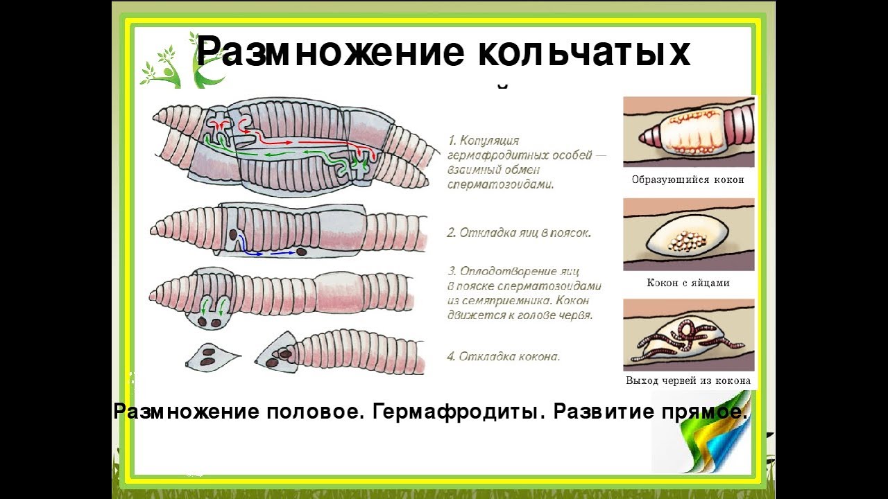 Спинно брюшном направлении. Структуры половой системы кольчатых червей. Половая система дождевого червя. Бесполое размножение кольчатых червей. Половая система кольчатых червей 7 класс.