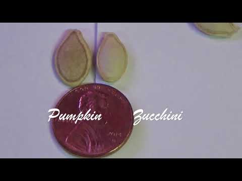 Pumpkin vs Zucchini Seed Comparison