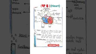 🫀💔HEART ANIMATION 🫁 #cardiology #heart #bloodpressure #animation #anatomy #viralreels #shorts #video