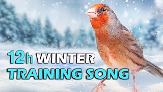 Goldfinch mule 12h Winter song - Strong Hybrid Bird