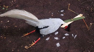 create amazing trap like the scissor to catch silver pheasant in forest