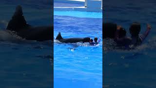 須磨シャチ ステラ トレーナーさんとの水中パフォ楽しいね♡