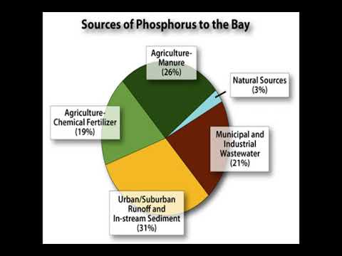 The Chesapeake Bay and Pollution - YouTube