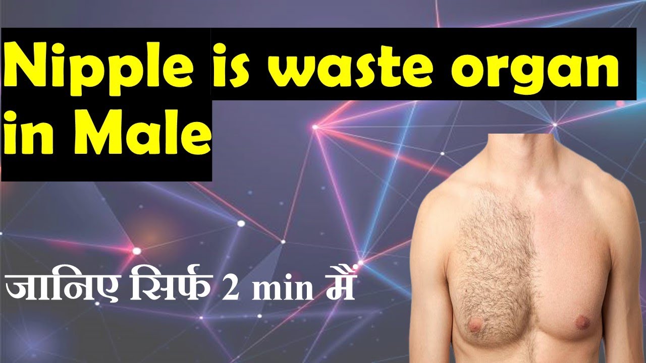 why-men-have-nipples-amazing-fact-youtube