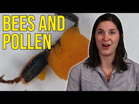 How do Bees Carry Pollen?