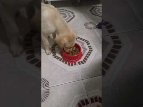 Vídeo: Como Alimentar Um Filhote De Labrador