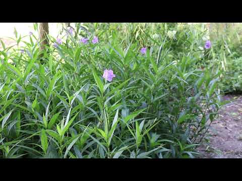 Video: Cât de în alt are ruellia?