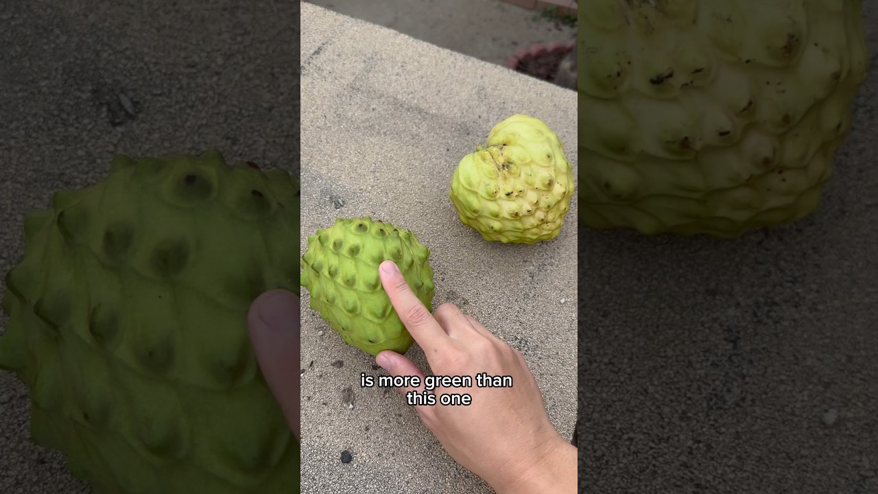 2 простых совета, как узнать, когда черимойя готова к сбору урожая! 