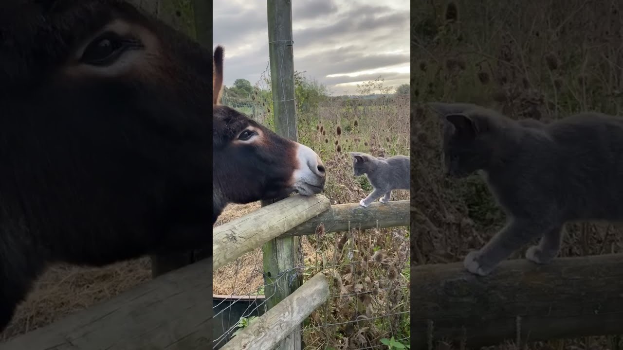 ❤ Affectionate Cat and donkey friendship 