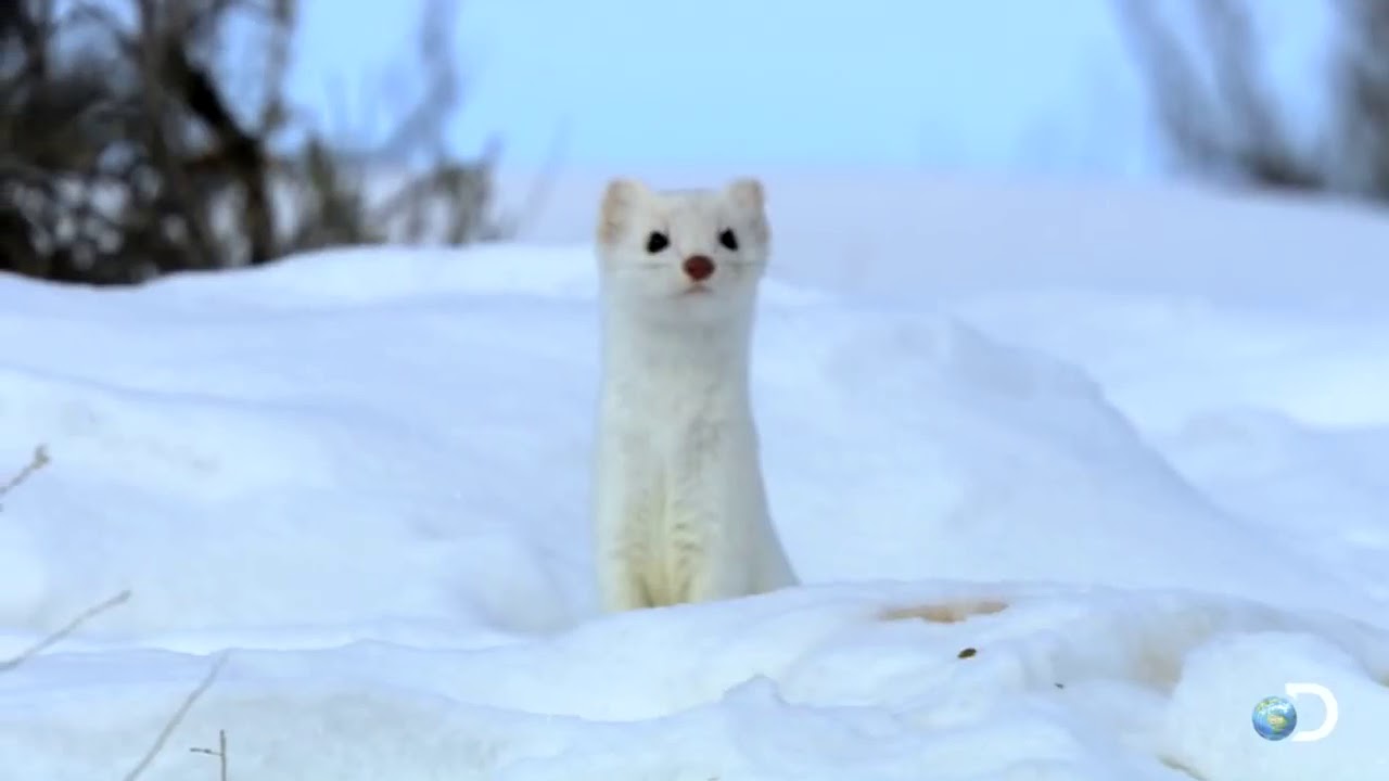 High Speed Rabbi High Speed Rabbit Chase North America - YouTube