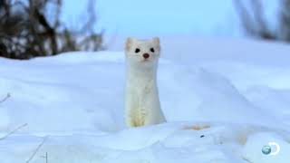 High Speed Rabbit Chase   North America Net Worth