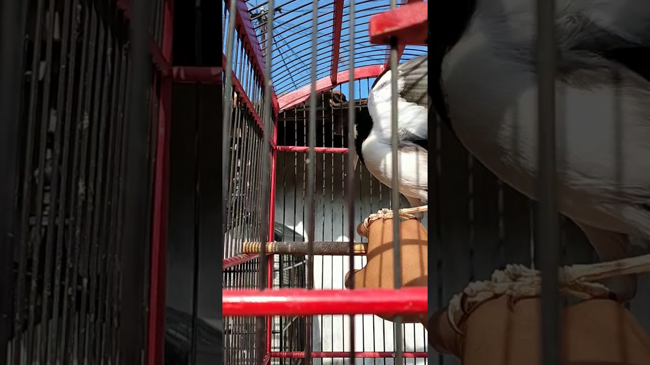 Burung jalak suren agresif.. 