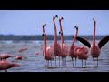 Flamingo Chick Development and Behavior