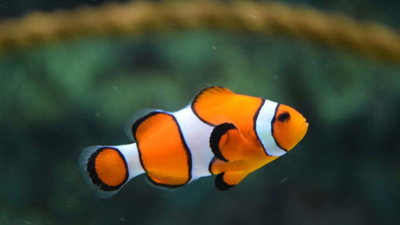 🎣 Amazing Fish Catching Video | Big Fish Caught Successfully! 🐟