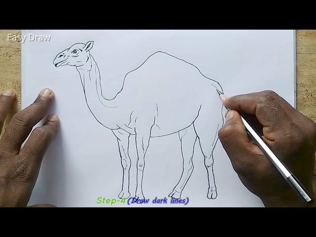 Easy How to Draw a Camel Tutorial and Camel Coloring Page | Toddler drawing,  Camels art, Easy drawings