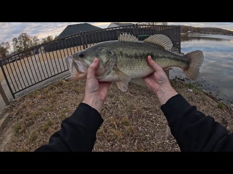Fishing Neighborhood Ponds for GIANT Bass!