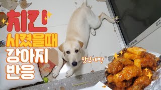 A dog's reaction / Sonyeo also wants to eat the chicken