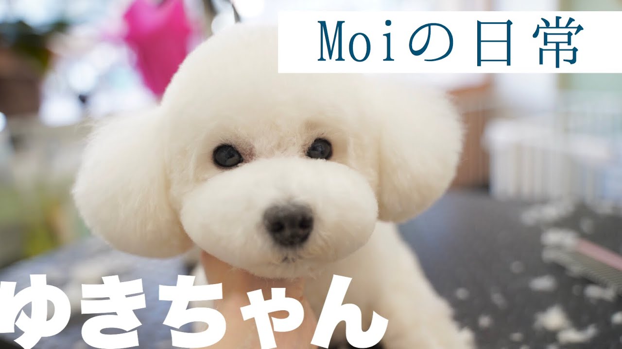 いつも楽しくくるくる回るトイプードルちゃん♪【トリミングダイジェスト】