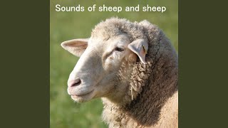 一匹の羊が鳴く音