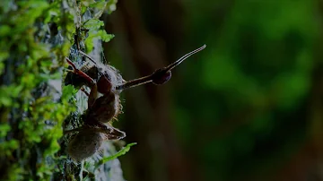 ¿Los mosquitos de los hongos se convierten en gusanos?