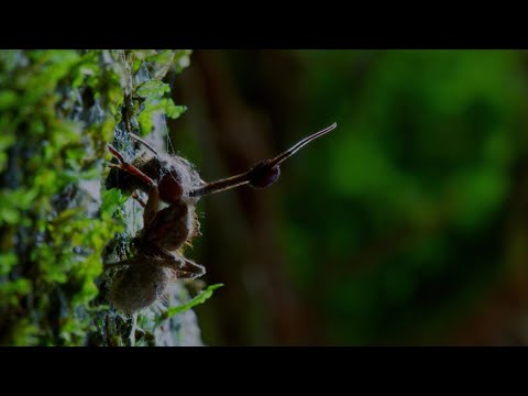 Este hongo parásito controla a los insectos | National Geographic en Español