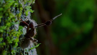 Este hongo parásito controla a los insectos | National Geographic en Español