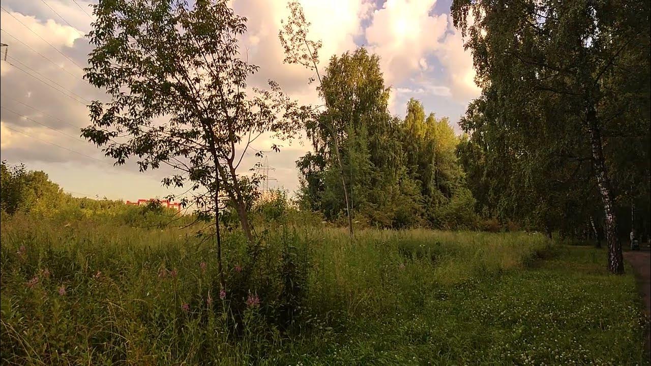Говоровский лес фото