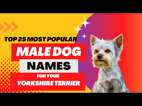 วีดีโอ: Cool Dog Names สำหรับ Yorkie