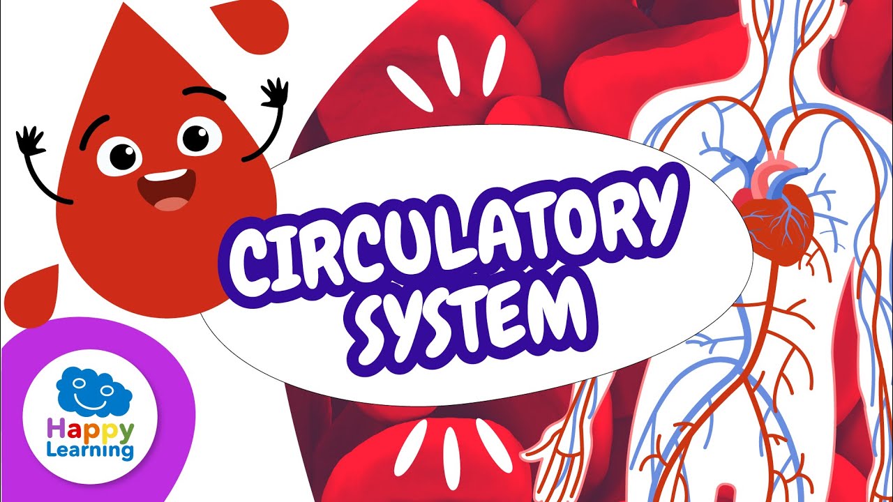 ❤️🩸 The Circulatory System | Educational Videos for Children | @HappyLearningENG