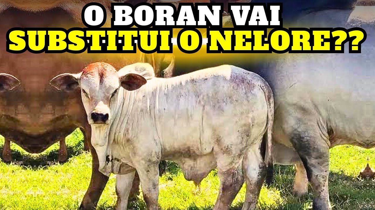BORAN vs NELORE: Qual Raça Vai Revolucionar a Pecuária Brasileira?