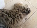 ●CUTE American Curl Cat の動画、YouTube動画。