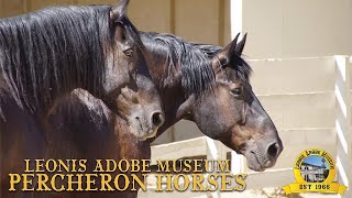 Percheron Horses with Miss Laura