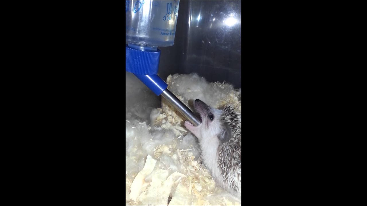 Hedgehog bitting and drinking water bottle YouTube